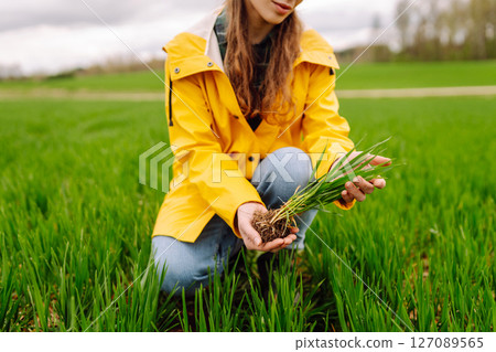 Farmer woman holding green wheat sprouts, checking growth. Scientist is checking the plant. Farmer woman holding green wheat sprouts, checking growth. Scientist is checking the plant. 127089565