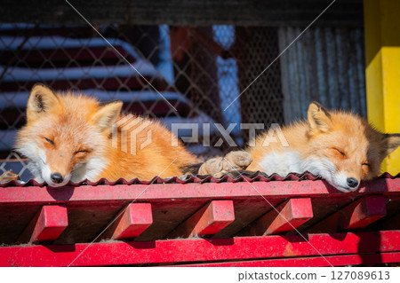 北海道北見北狐狸農場 127089613