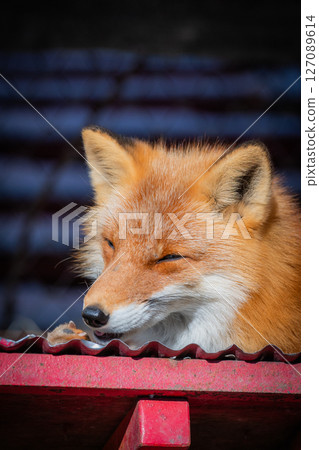 北海道北見北狐狸農場 127089614