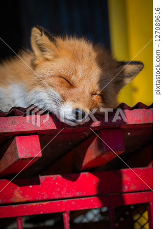 北海道北見北狐狸農場 127089616