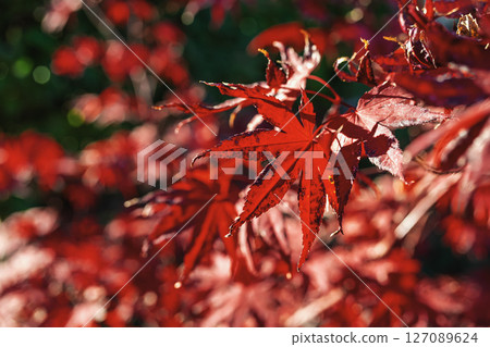 Close-up of red autumn leaves. Close-up of red autumn maple leaves with strong sunlight textures in natural composition. Concept of fall intensity, seasonal nature colors. Natural fall background 127089624