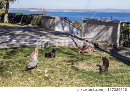 Cats and seagull in park near sea. Group of cats and seagull interact on grass near sea promenade, ocean view in background. Concept of friendship, contact, communication, coastal life, life moment Cats and seagull in park near sea. Group of cats and seagull interact on grass near sea promenade, ocean view in background. Concept of friendship, contact, communication, coastal life, life moment 127089628