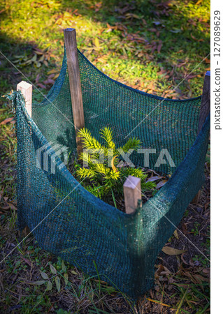 Freshly planted fir tree. Young tree protected by net. Small pine tree is planted in park, surrounded by mesh fence for protection and growth. Environmental care, tree planting, green future Freshly planted fir tree. Young tree protected by net. Small pine tree is planted in park, surrounded by mesh fence for protection and growth. Environmental care, tree planting, green future 127089629