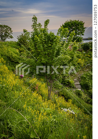 Lupine Hill, Urakawa, Hokkaido Lupine Hill, Urakawa, Hokkaido 127089753