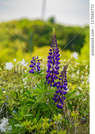 北海道浦川市魯冰花山 127089772