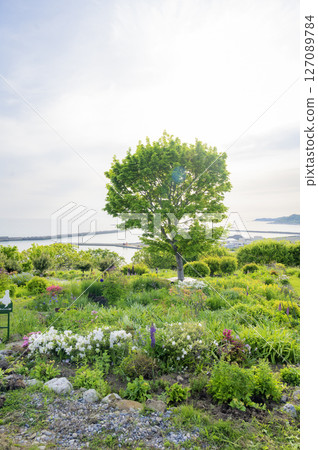 北海道浦川市魯冰花山 127089784