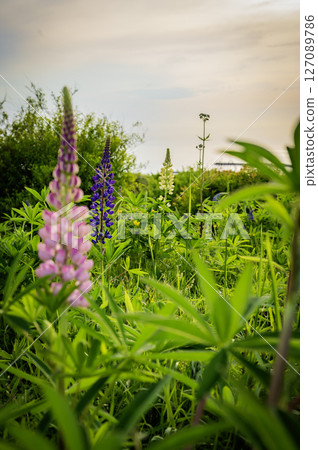 北海道浦川市魯冰花山 127089786