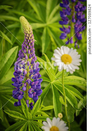 北海道浦河町魯冰花丘 127089824