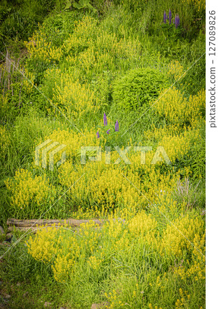 北海道浦河町魯冰花丘 127089826