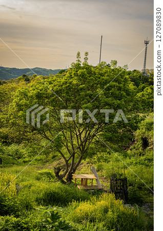 Lupine Hill, Urakawa Town, Hokkaido Lupine Hill, Urakawa Town, Hokkaido 127089830