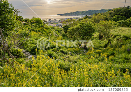 北海道浦河町魯冰花丘 127089833
