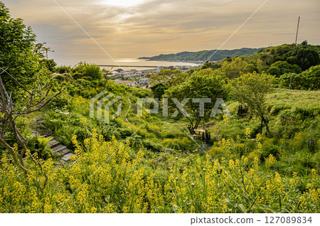 北海道浦河町魯冰花丘 127089834