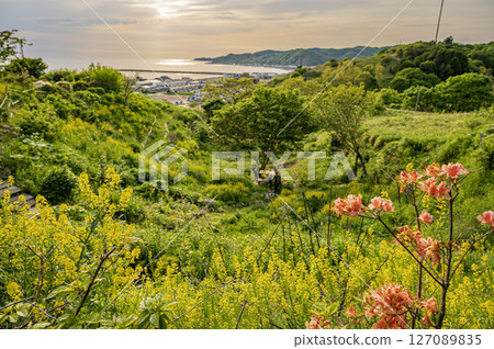 北海道浦河町魯冰花丘 北海道浦河町魯冰花丘 127089835