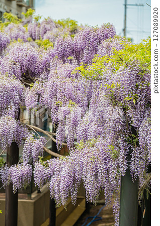 北海道札幌的紫藤架 127089920