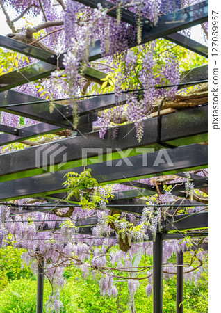 Wisteria trellis in Sapporo, Hokkaido 127089957