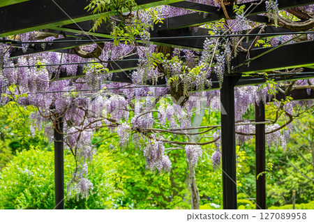 Wisteria trellis in Sapporo, Hokkaido Wisteria trellis in Sapporo, Hokkaido 127089958