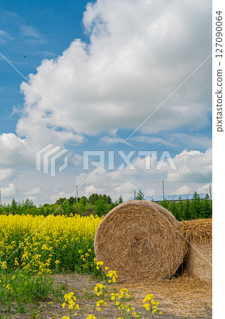 北海道安平町的油菜花田 127090064