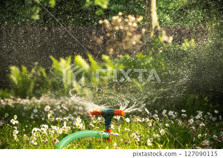 Garden sprinkler watering flowerbed and green lawn with flowers. Watering garden a hose at heat summer. Close up. Automatic smart irrigation system. 127090115