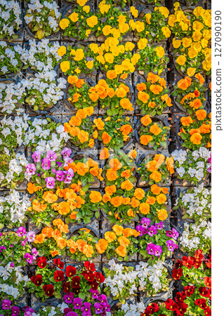 東京熱帶植物園風景 東京熱帶植物園風景 127090190