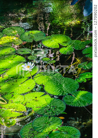 東京熱帶植物園風景 127090202