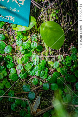 東京熱帶植物園風景 127090214