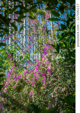 東京熱帶植物園風景 127090217