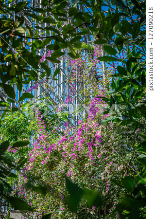 東京熱帶植物園風景 127090218