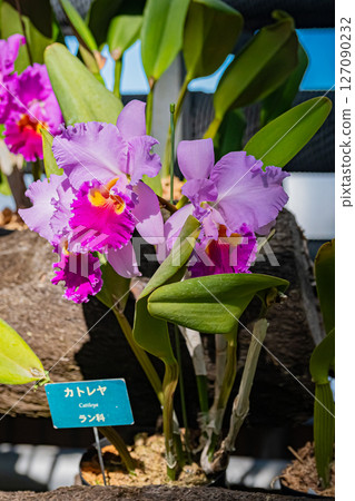 東京熱帶植物園風景 127090232