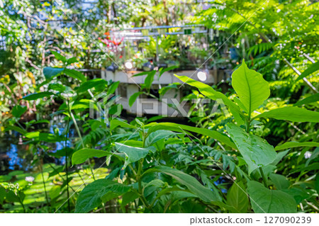 Tokyo Tropical Botanical Garden Scenery Tokyo Tropical Botanical Garden Scenery 127090239