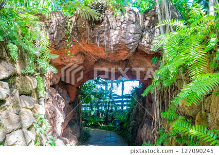 Tokyo Tropical Botanical Garden Scenery 127090245