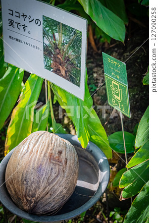 東京熱帶植物園風景 127090258