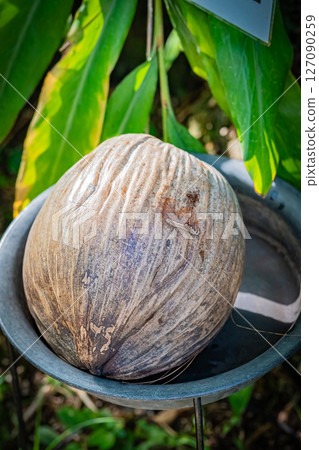 東京熱帶植物園風景 東京熱帶植物園風景 127090259