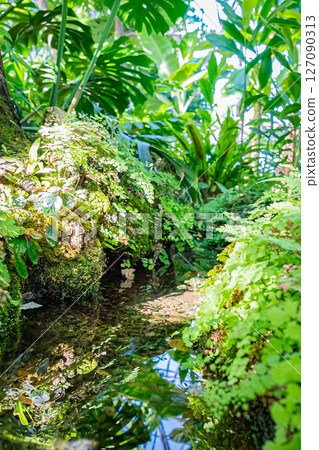 東京夢之島熱帶植物園的風景 東京夢之島熱帶植物園的風景 127090313