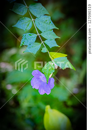 Scenery of the Yumenoshima Tropical Botanical Garden in Tokyo 127090319