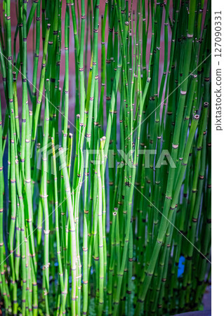 東京夢之島熱帶植物園的風景 127090331