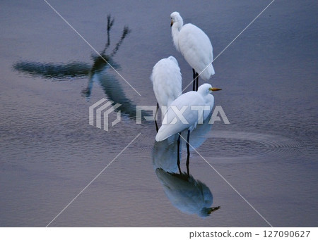 At dusk, an intermediate egret relaxes at a watering hole. It's time to head back to the cave. 127090627