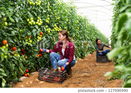 Hired workers harvest tomatoes 127090990