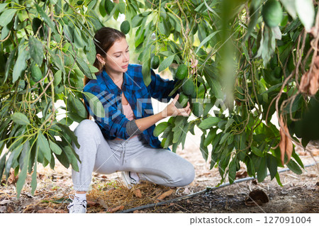 Positive farmer woman picking avocados in garden 127091004