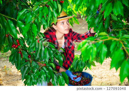 Woman farmer picking sweet cherries in orchard 127091048