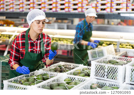 Hispanic workwoman checking avocados in boxes before storage Hispanic workwoman checking avocados in boxes before storage 127091093