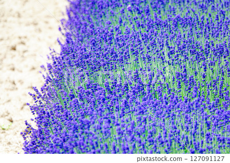 Lavender flowers decorate Hokkaido in summer 127091127
