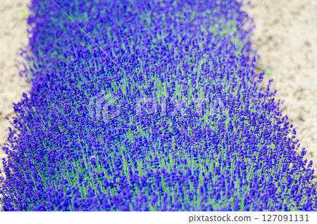 Lavender flowers decorate Hokkaido in summer 127091131