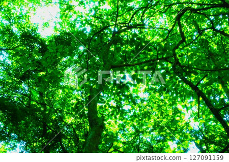 Fresh green 127091159