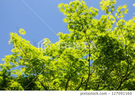 Fresh green Fresh green 127091160