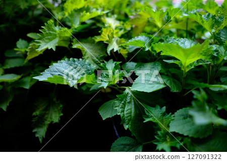 Fresh green shiso leaves grown from seeds in a home garden without pesticides_3 Fresh green shiso leaves grown from seeds in a home garden without pesticides_3 127091322