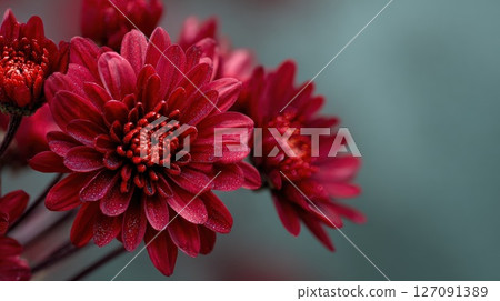 Red Chrysanthemum Flowers with Dew Drops in a Soft Background 127091389