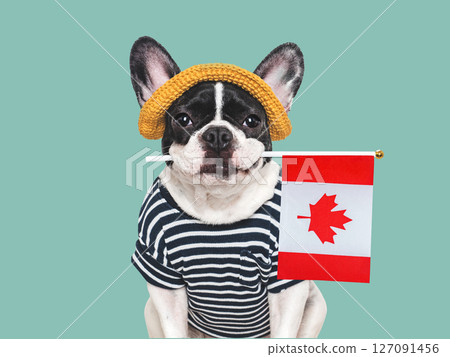 Cute puppy, sunhat and Canadian Flag. Studio shot Cute puppy, sunhat and Canadian Flag. Studio shot 127091456