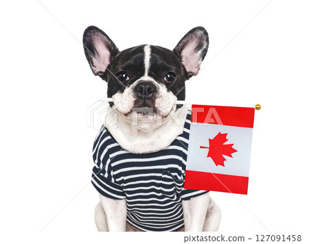 Cute puppy and Canadian Flag. Studio shot 127091458