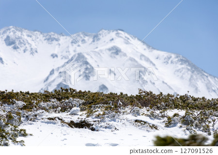 The white-feathered ptarmigan blends into the snowy landscape of pumila pines, and in the distance you can see the towering Tateyama mountain range against the clear blue sky. 127091526