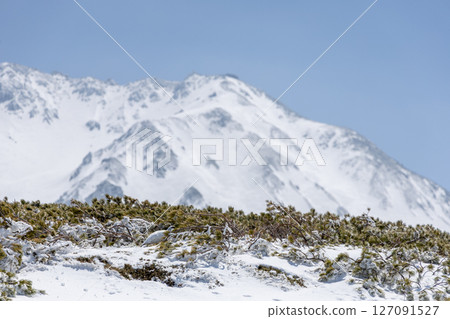 The white-feathered ptarmigan blends into the snowy landscape of pumila pines, and in the distance you can see the towering Tateyama mountain range against the clear blue sky. The white-feathered ptarmigan blends into the snowy landscape of pumila pines, and in the distance you can see the towering Tateyama mountain range against the clear blue sky. 127091527